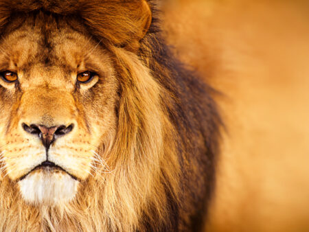 Lions Gate Portal - Rebirthing Breathwork, Meditation and Manifestation Ceremony - 1 Ticket